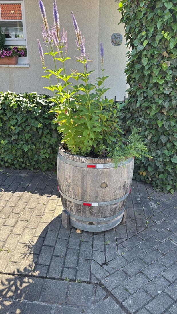 FasstSommer2026 (26)