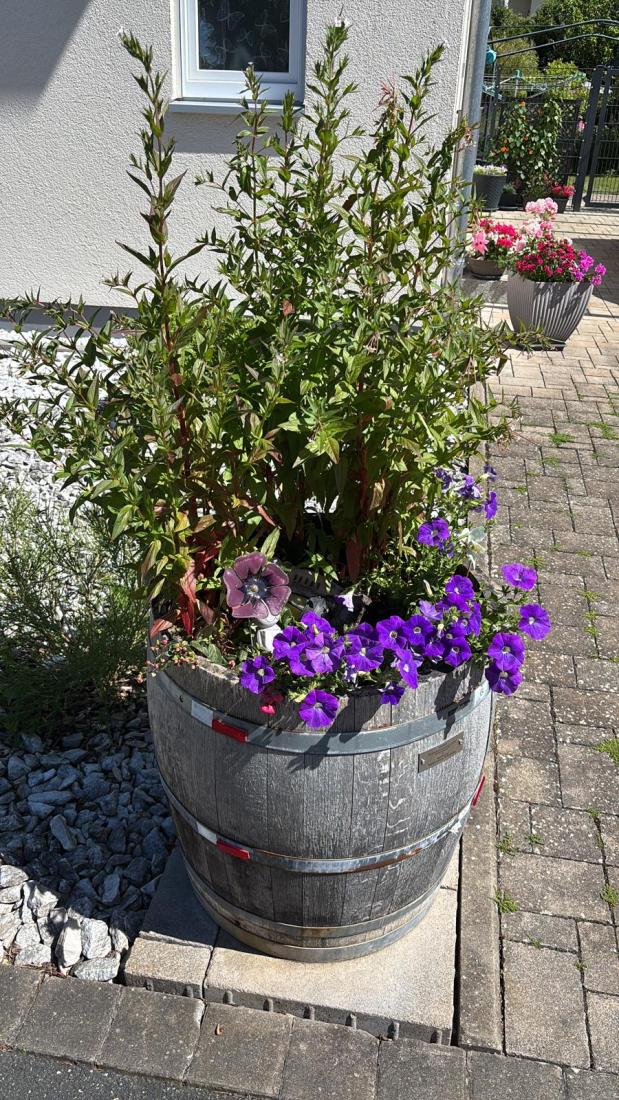 FasstSommer2026 (28)